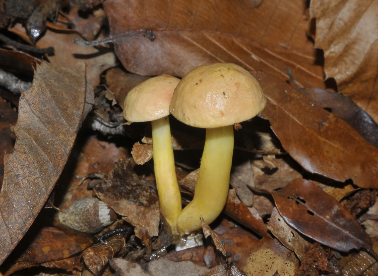 Aureoboletus gentilis (Qul.) Pouzar